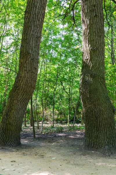 Zelený Les Létě — Stock fotografie