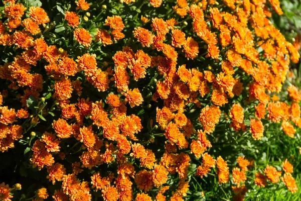 Crisantemos Naranjas Macizo Flores Jardín Otoño — Foto de Stock