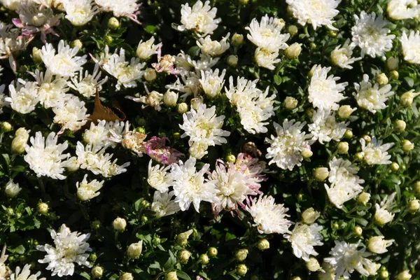 Hermosos Crisantemos Lecho Flores Jardín Otoño —  Fotos de Stock