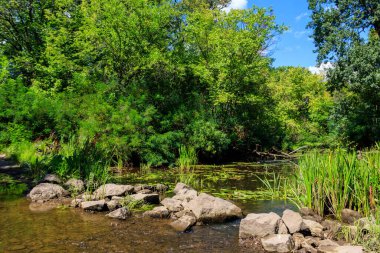 Yazın yeşil ormanda küçük bir nehir.