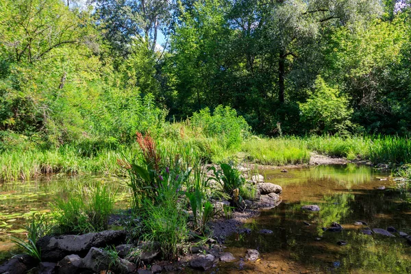 Petite Rivière Forêt Verte Été — Photo