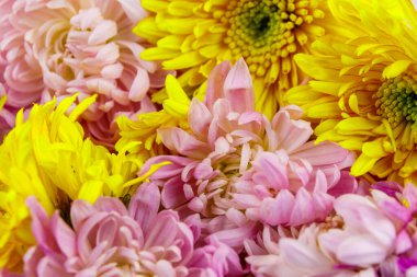 Renkli kasımpatı çiçeklerinin arka planı