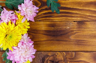 Ahşap arka planda güzel kasımpatılar. Üst görünüm, alanı kopyala