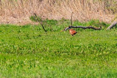 Çayırdaki yeşil çimlerdeki sülün.