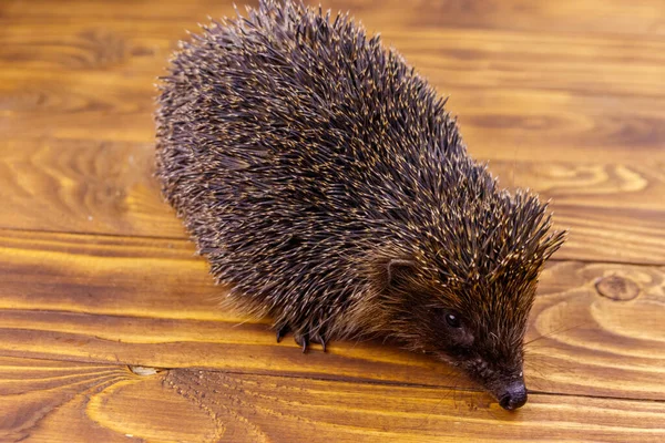 Little Hedgehog Wooden Floor — Stock Photo, Image