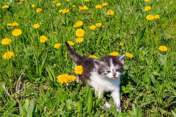 Malé Koťátko Žlutých Pampeliškách Mladá Kočka Zelené Louce — Stock fotografie