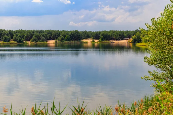Yazın bir çam ormanında güzel bir göl manzarası