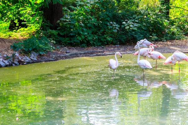 Grand Flamant Rose Phoenicopterus Roseus Est Espèce Répandue Famille Des — Photo