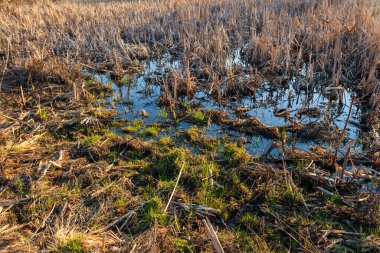 Baharda çimenli bir sulak arazi manzarası