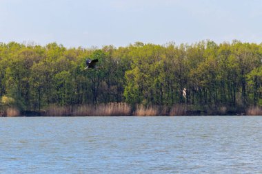 Gri balıkçıl (Ardea cinerea) bir nehrin üzerinde uçar