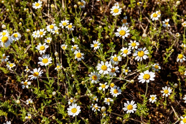 Fleurs Camomille Blanche Sur Une Prairie Printemps — Photo