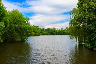 Yeşil bir ormanda güzel bir göl manzarası