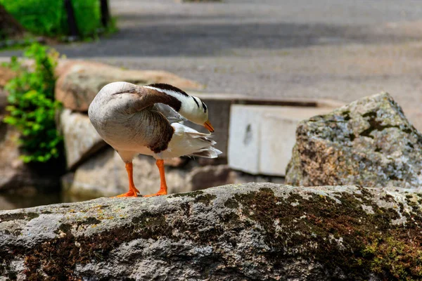 单头鹅 Anser Indicus 站在石头上 — 图库照片