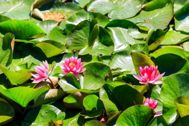 Gölde pembe su zambağı (Nymphaea)