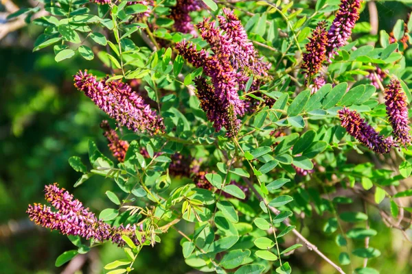 Amorpha Fruticosa Purple Flowering Plant Known Several Names Desert False — Stock Photo, Image