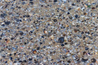 Deniz kabuklarının arka planı