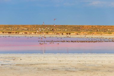 Ukrayna 'nın Kherson bölgesindeki pembe tuzlu Syvash gölünde kuş sürüsü