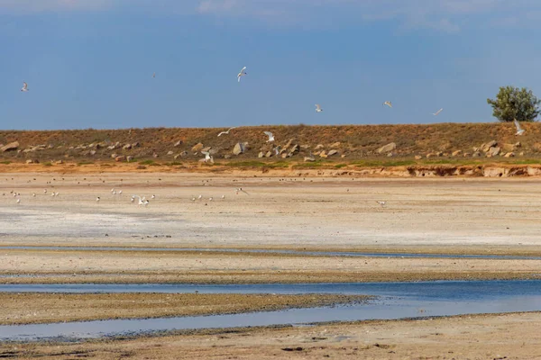 Troupeau Oiseaux Sur Lac Rose Salé Syvash Dans Région Kherson — Photo