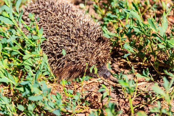 Junger Europäischer Igel Erinaceus Europaeus Grünen Gras — Stockfoto