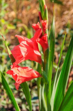 Bahçedeki güzel gladiolus çiçeği