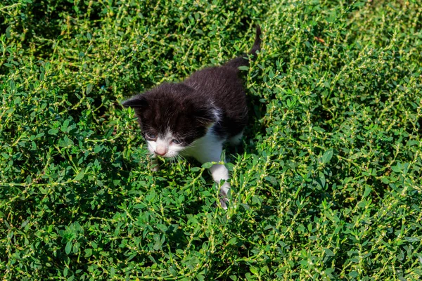 Liten Kattunge Grön Gräs Äng — Stockfoto