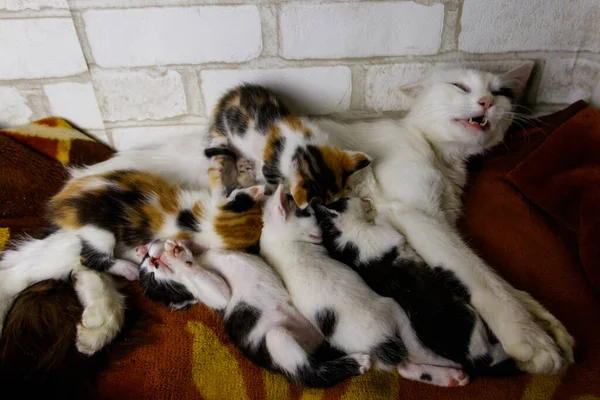 Mãe Gato Com Seus Gatinhos Uma Cama — Fotografia de Stock