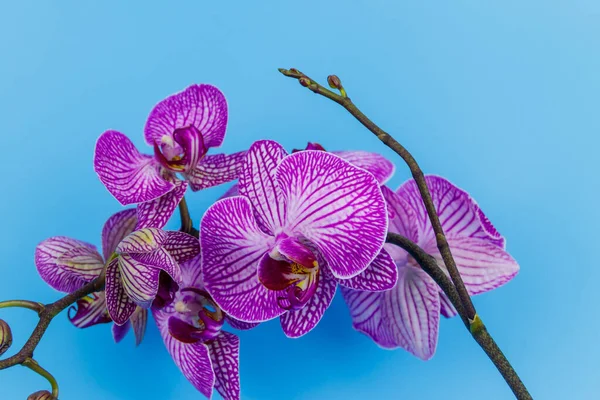 Branch Orchid Phalaenopsis Pastel Blue Background Top View — Stock Photo, Image