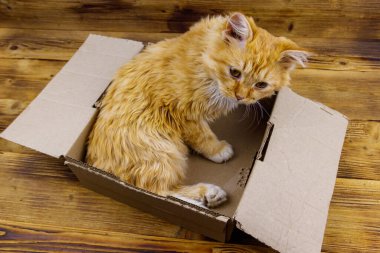 Tahta arka planda karton kutuda kızıl kedi
