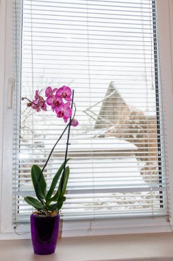Pencere kenarında orkide penisi çiçeği var.