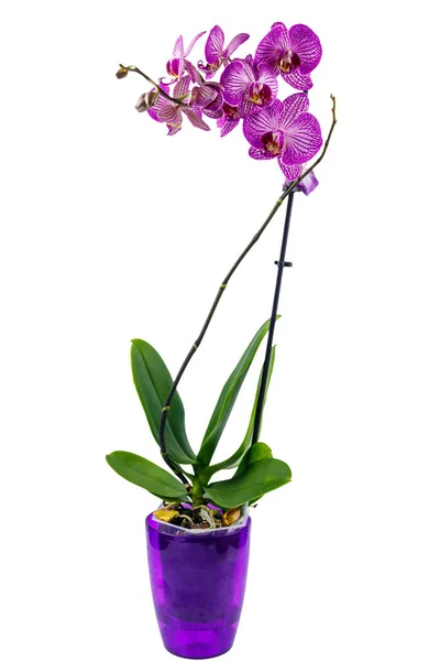 Orchid Phalaenopsis Flower Pot Isolated White Background — Stock Photo, Image