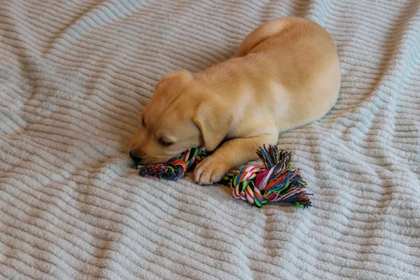 Labrador Retriever Kiskutya Játszik Színes Kötéljáték — Stock Fotó