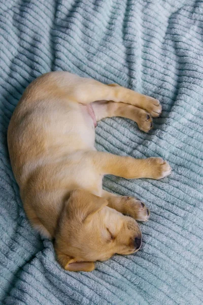 Mały Cute Labrador Retriever Szczeniak Śpi Łóżku — Zdjęcie stockowe