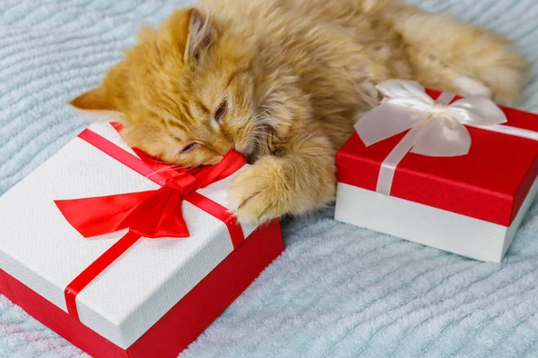 Gember Kat Met Geschenkdozen Een Bed — Stockfoto