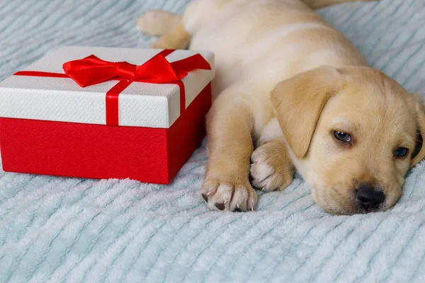 Mały Cute Labrador Retriever Szczeniak Pudełko Prezent Łóżku — Zdjęcie stockowe