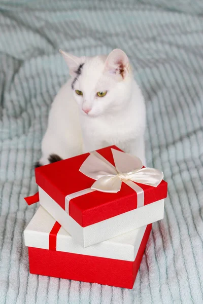 Gato Branco Com Caixas Presente Uma Cama — Fotografia de Stock
