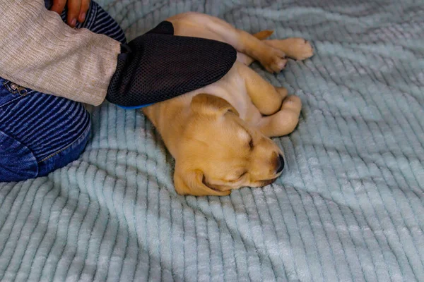 Mężczyzna Rękawicą Pielęgnacji Zwierząt Szczotkuje Futro Szczeniaka Labradora Retrievera — Zdjęcie stockowe