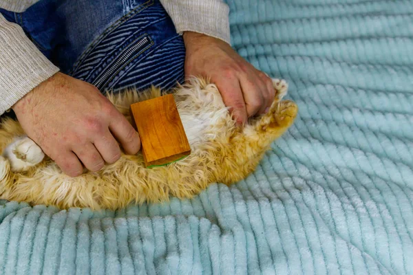 Man with a pet slicker brush brushing a fur of fluffy ginger cat