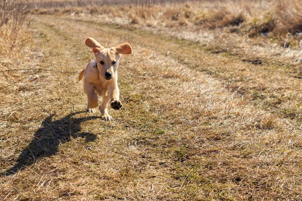 可爱的拉布拉多猎犬在草地上奔跑 — 图库照片