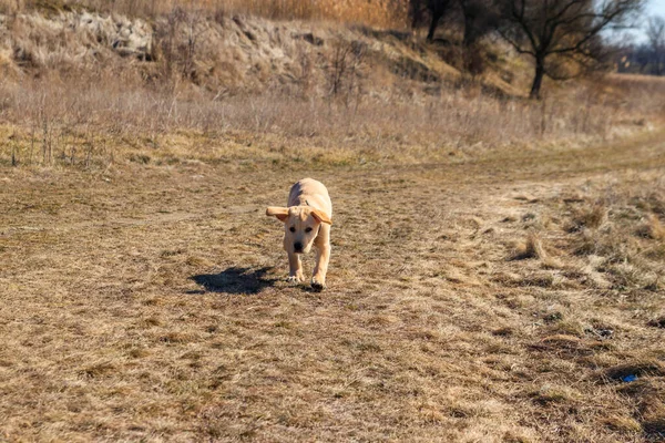 Bonito Cão Labrador Retriever Correndo Prado — Fotografia de Stock