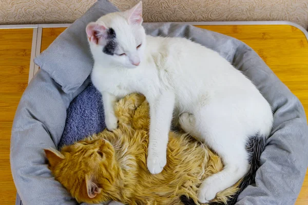 Dos Gatos Tumbados Cama Suave Acogedora Para Gatos —  Fotos de Stock