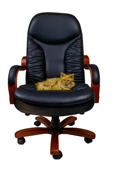 Ginger Cat Sillón Oficina Cuero Negro Aislado Sobre Fondo Blanco — Foto de Stock