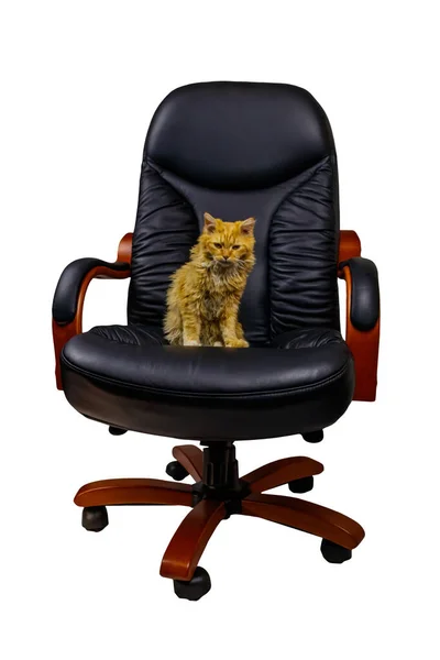 Ginger Cat Sillón Oficina Cuero Negro Aislado Sobre Fondo Blanco — Foto de Stock