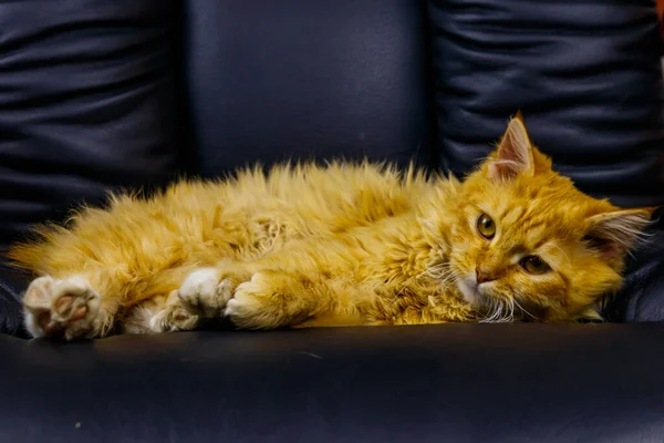 Ginger Kočka Ležící Černém Koženém Křesle — Stock fotografie