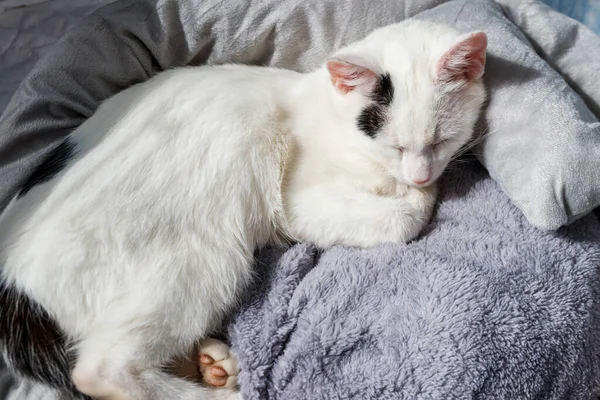 Λευκή Γάτα Ξαπλωμένη Στο Αναπαυτικό Κρεβάτι Της Γάτας — Φωτογραφία Αρχείου