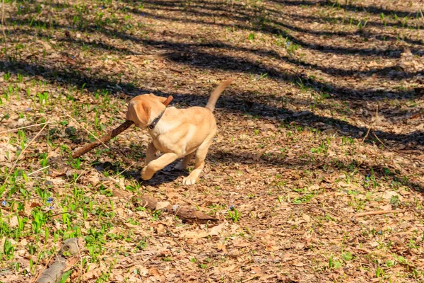 可爱的拉布拉多猎犬在草地上用棍子玩耍 — 图库照片