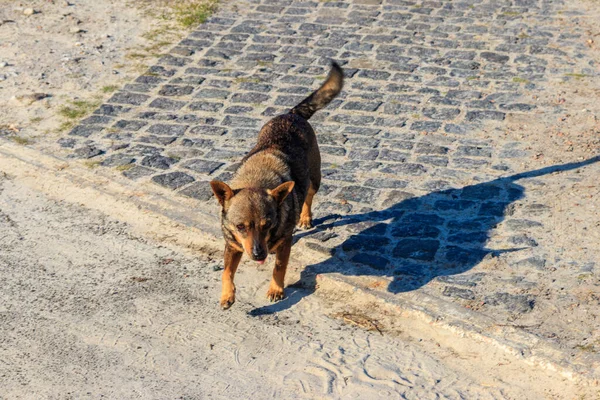 Cane Randagio Una Strada — Foto Stock