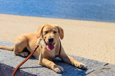 Labrador av köpeğinin portresi sahilin yanındaki korkulukta.