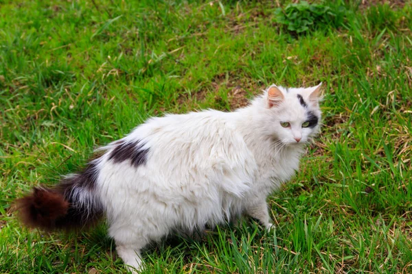 Χαριτωμένη Γάτα Πράσινο Γρασίδι Ένα Λιβάδι — Φωτογραφία Αρχείου