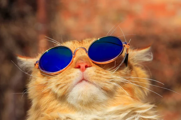 サングラスをかけた可愛いふわふわの生姜猫の肖像 — ストック写真