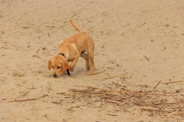 在沙滩上玩耍的可爱的拉布拉多猎犬 — 图库照片